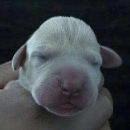 Thalia - Silver female Great Dane puppy in Colorado Springs, Colorado from Pilot Danes