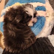 Midwest Mini Nibbles - Black Mi-Ki puppy in Clearwater, Kansas from Midwest Mini Mi-kis