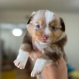 Dulce - Red merle female Toy Australian Shepherd puppy in Polk City, Florida from Skaky Shepherds