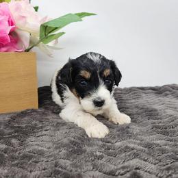 Daisy - Black and white female Bernedoodle puppy in Granton, Wisconsin from Rose River Farms