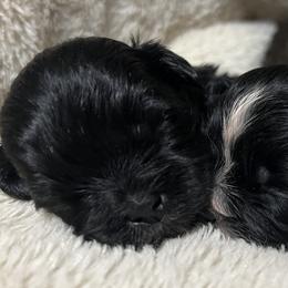 Shih Tzus from Precious Lil Tzus