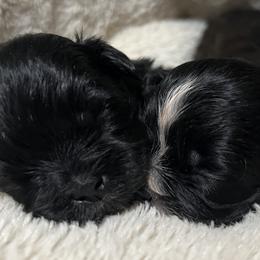 Shih Tzus from Precious Lil Tzus