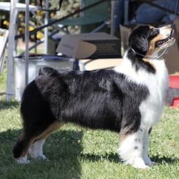 P!nk - Australian Shepherd