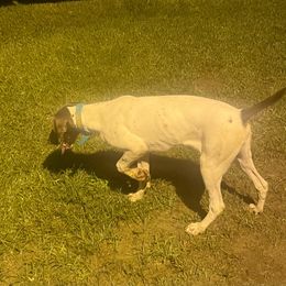 Sally - German Shorthaired Pointer