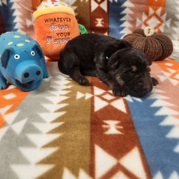 Girl 1 - Black and tan female German Shepherd puppy in Ramsey, Illinois from Haus-Farr German Shepherds