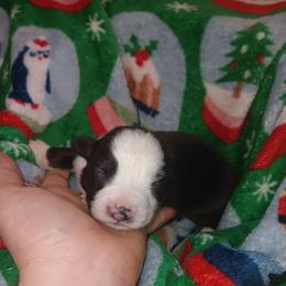 Juniper - Black & white female Australian Shepherd puppy in Sultan, Washington from Van Huitt Australian Shepherds
