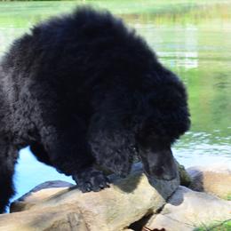 Poodle Puppies from D and D Standard Poodles