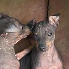 American Hairless Terriers from Bellridge American Hairless Terriers