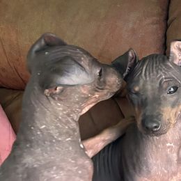 American Hairless Terriers from Bellridge American Hairless Terriers
