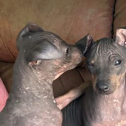 American Hairless Terriers from Bellridge American Hairless Terriers