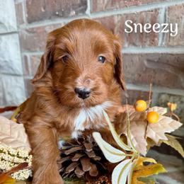 Sneezy (7 dwarfs theme) - Red  female Goldendoodle puppy in Ozark, Missouri from Halo Doodles