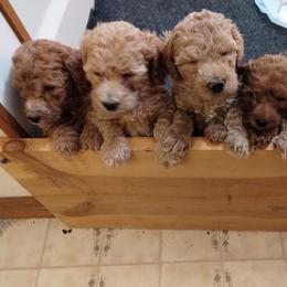 Poodle Puppies from Grace Colt Farms