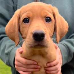 Guinness - Yellow male Labrador Retriever puppy in Water Valley, Mississippi from Three Lakes Labs & WHDs