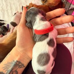 Cupcake - Dapple female Dachshund puppy in Tucson, Arizona from Tucson Dachshund Co.