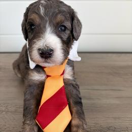 Easton - Blue merle male Bernedoodle puppy in Garrettsville, Ohio from Sunset Family Farm