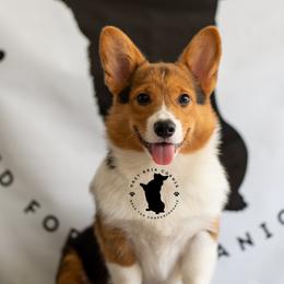 Pembroke Welsh Corgis from Grey Bria Corgis