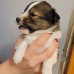 Ira - Sable and white female Shetland Sheepdog puppy in Kaycee, Wyoming from Heavenly Shelties