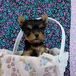 Denna - Blue and gold female Yorkshire Terrier puppy in Pinellas Park, Florida from Silversands Yorkshire Terriers