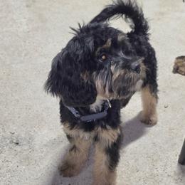 Rocky - Black and tan male Cavapoo puppy in Kountze, Texas from CaviCajun Kennels