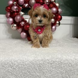 Iris - Apricot female Maltipoo puppy in Philadelphia, Pennsylvania from HMH’s Boxers, Maltipoos & Cavaliers