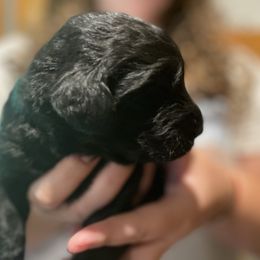 Goldendoodle Puppies from Island Doodles of Maine