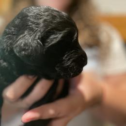 Goldendoodle Puppies from Island Doodles of Maine