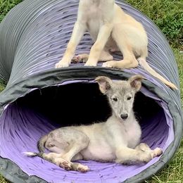 Silken Windhound Puppies from Regalant Silken Windhounds
