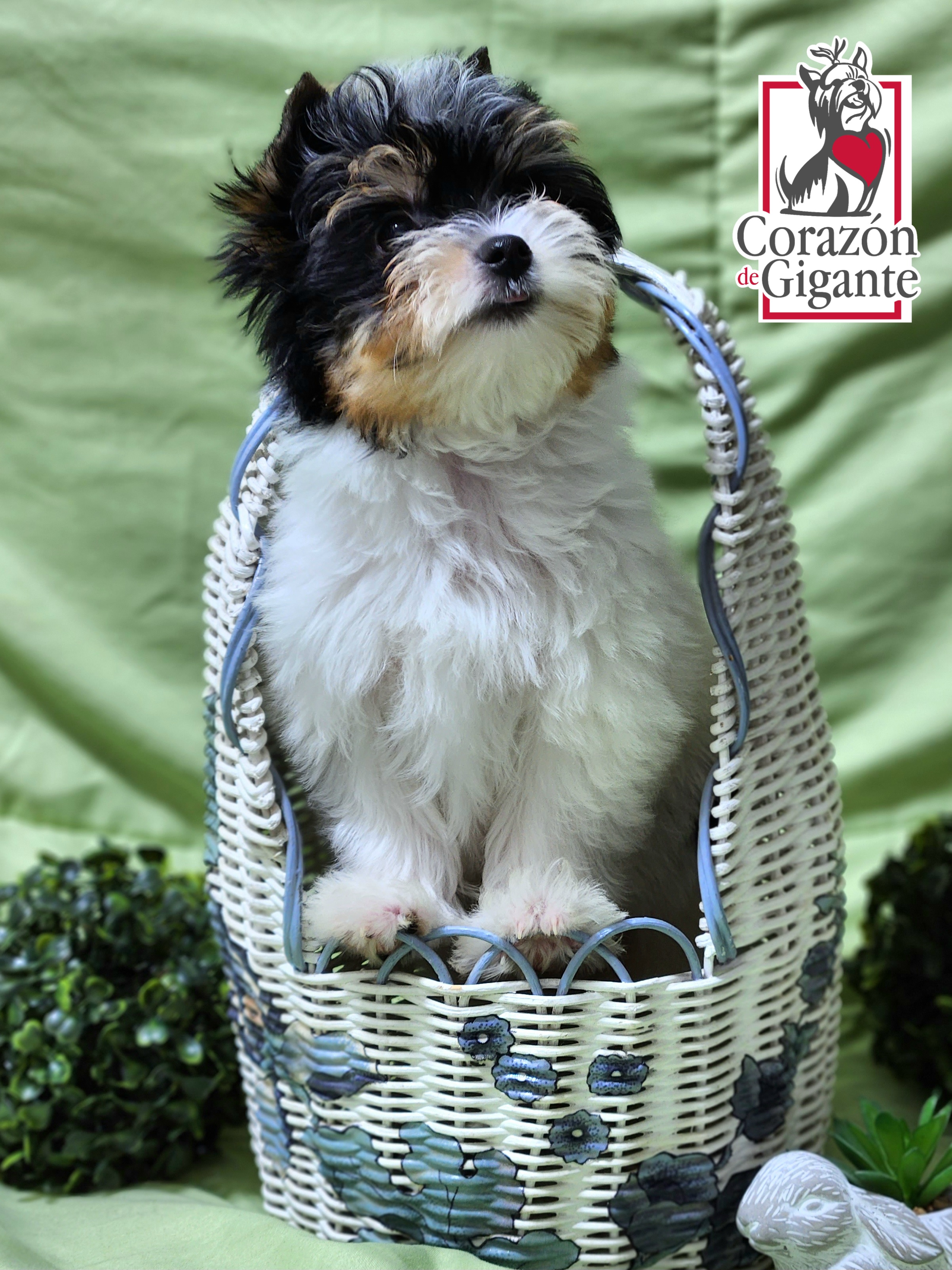 Biewer Terrier and Yorkshire Terrier Puppies from Corazón de gigante