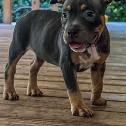 Dwarf - Lilac tri-color female American Bully puppy in Tallahassee, Florida from Alpha Street Bully Kennels