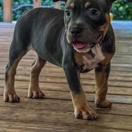 Dwarf - Lilac tri-color female American Bully puppy in Tallahassee, Florida from Alpha Street Bully Kennels