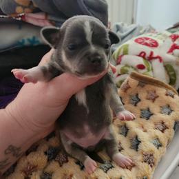 April - Blue and tan female Chihuahua puppy in Ashtabula, Ohio from Paw's & Awe's Chihuahuas