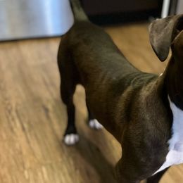 American Staffordshire Terriers from California American Staffordshire Terriers