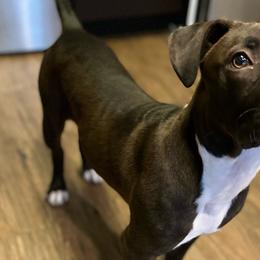 American Staffordshire Terriers from California American Staffordshire Terriers
