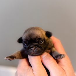 White Collar - Silver female Pug puppy in Hereford, Arizona from Broken Road Ranch Pugs