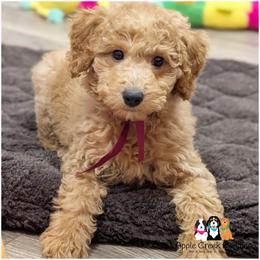 Saffron- OFA.Genetics.2 Yr Warranty. - Apricot female Goldendoodle puppy in Jeddo, Michigan from Apple Creek Doodles