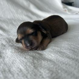 Curley (shaded cream) - Cream male Dachshund puppy in Sebring, Florida from Mini Weenies