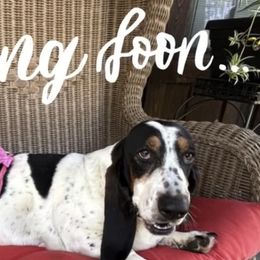 Basset Hounds from Huffer Hounds