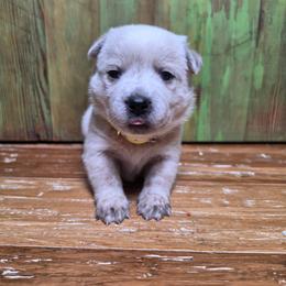 Yellow Collar Red Female - Red speckled female Australian Cattle Dog puppy in Riverton, Utah from Rundown Ranch Cattle Dogs