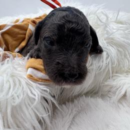 Orange Collar - Merle male Goldendoodle puppy in Meridian, Mississippi from Smoodles