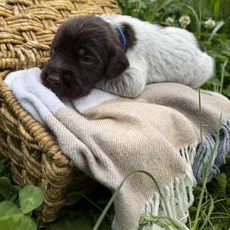 Wirehaired Pointing Griffon Puppies from Idleista Grand Chasseur