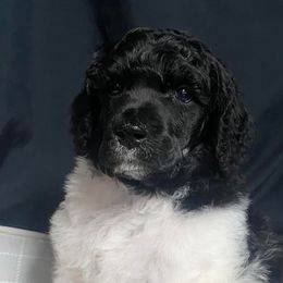 Boy 2 - Poodle puppy in Lehigh Valley, Pennsylvania from Starry Night Multicolored Poodles