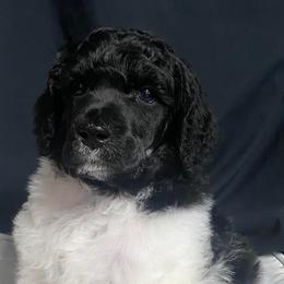 Boy 2 - Poodle puppy in Lehigh Valley, Pennsylvania from Starry Night Multicolored Poodles