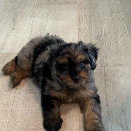 Ivy Lambsie - Blue merle female Aussiedoodle puppy in Charlestown, Indiana from Forever Aussies and A Doodle