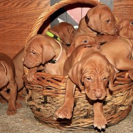 Vizslas from Diamond Vizslas