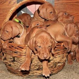 Vizslas from Diamond Vizslas