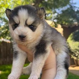 Love bug - Gray and white female Pomsky puppy in La Verne, California from Red Cedar Pomskies