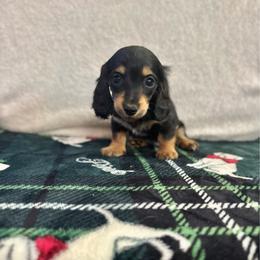 Woody - Black and tan male Dachshund puppy in Ceres, California from Rockin' M’s LilBitty Dachshunds (LBD)