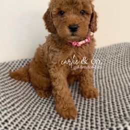 Goldendoodle Puppies from Carlie and Co. Goldendoodles