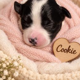 Cookie - White female Morkie puppy in Davie, Florida from Sweet Peluditos