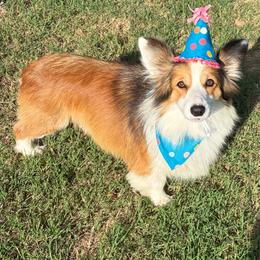 Marshall - Pembroke Welsh Corgi